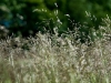 cjb_8269